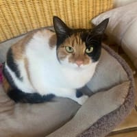 Liebe Lina B sucht ein Zuhause, Katze zur Adoption