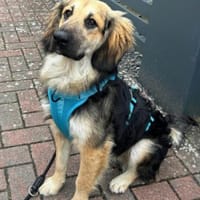 Julio 💗 wartet in 22559 Hamburg, Hund zur Adoption