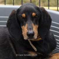 Kwispel ist freundlich und lieb, Hund zur Adoption