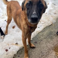 Zarte RONJA möchte Tierheim verlassen, Hündin zur Adoption