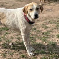 LILA - sucht ihr Zuhause fürs Leben, Hündin zur Adoption