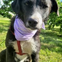 Eria eine kleinere Hündin mit Charme, Hündin zur Adoption