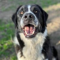 BAZ - wunderschöner Rüde voller Energie, Hund zur Adoption