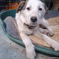Natasha verspieltes Hundemädel, Hündin zur Adoption