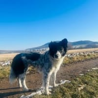Zara - mit Video, Hündin zur Adoption