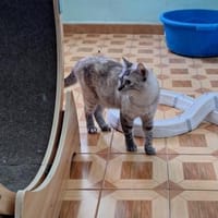 Sanfte, liebe Siam-Mix-Katze Tofu, Katze zur Adoption