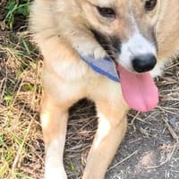 NEO - super sozial & liebevoll......., Hund zur Adoption