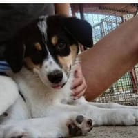 Aufgeweckte süße Frieda, Hündin zur Adoption