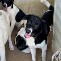 Liebenswerte Jada sucht Zuhause, Hündin zur Adoption