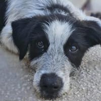 Ferdinando nun der Tierherberge Donzdorf, Hund zur Adoption