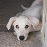 Fabietto in der Tierherberge Donzdorf, Hund zur Adoption