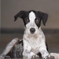 Flavia ist in der Tierherberge Donzdorf, Hündin zur Adoption