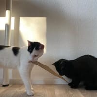 Peppa und Sally aus dem Tierschutz, Katze zur Adoption
