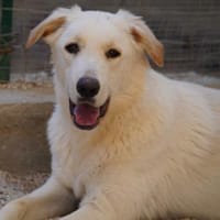 Oreo auf Pflegestelle in Hessen, Hund zur Adoption