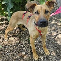 Nella im Tierheim Sulzbach, Hündin zur Adoption