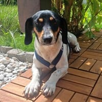 Bonamie in 82343 Pöcking, Hündin zur Adoption