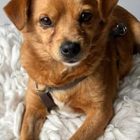 Bilbo - ein wundervoller Schatz, Hund zur Adoption