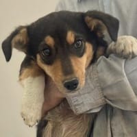 Babsi 35 cm (Pflegestelle), Hündin zur Adoption