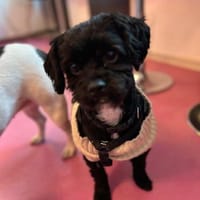 Johnny - ein kleiner Schatz!, Hund zur Adoption