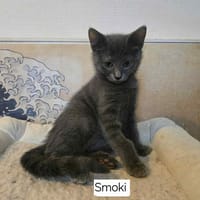 SMOKY, chatte à adopter