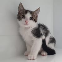 BOUNTY CHA, chat à adopter