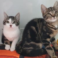 KETCHUP CHA, chat à adopter