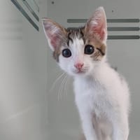 COOKIE CHA, chat à adopter
