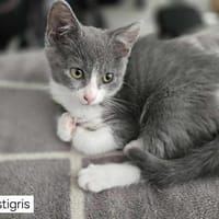 MISTIGRIS, chatte à adopter