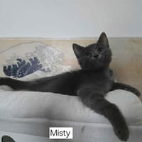 MISTY, chat à adopter