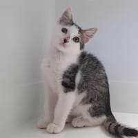 BRIOCHE CHA, chatte à adopter