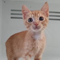 PEPITO CHA, chat à adopter