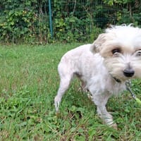 DYPSY, chienne à adopter