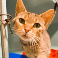 Polly Cab4289, chatte à adopter