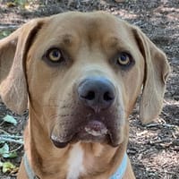 RAYKO, chien à adopter