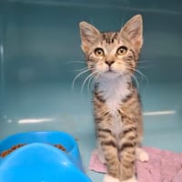ASTRID, chatte à adopter