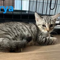 Arya, chatte à adopter