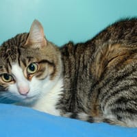 MAUI A17135, chat à adopter