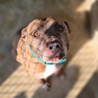 ROYCE, chien à adopter