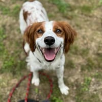 GUETTA OAA19841, chien à adopter