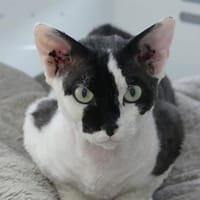 AHMOSIS, chat à adopter
