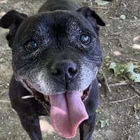 MAM, chienne à adopter