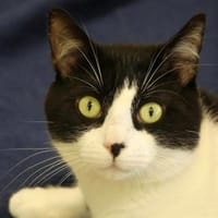 MOUSSE, chat à adopter
