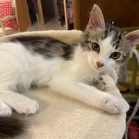 Zephyr, chat à adopter