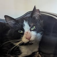 Gaston, chat à adopter