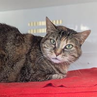 Roxy, chatte à adopter