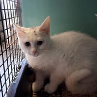 PEKKI, chatte à adopter