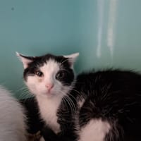 ALVIS, chatte à adopter