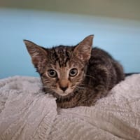 wapi, chatte à adopter