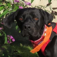 Pepin, chien à adopter