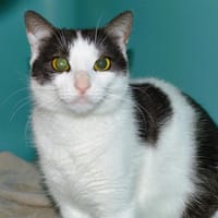 Bongo Cab4242, chat à adopter